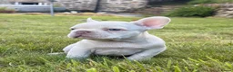 French Bulldog dogs for sale: 🔥READY NOW🔥KC registered frenchie pups❤️‍🔥 - Advert 16