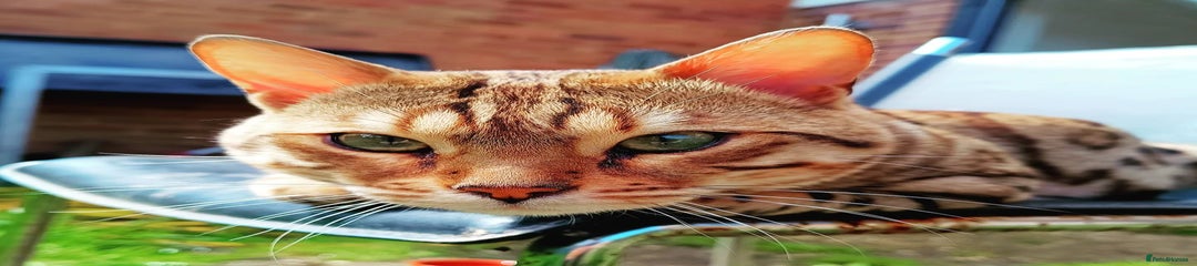 Bengal Male, 2 years old