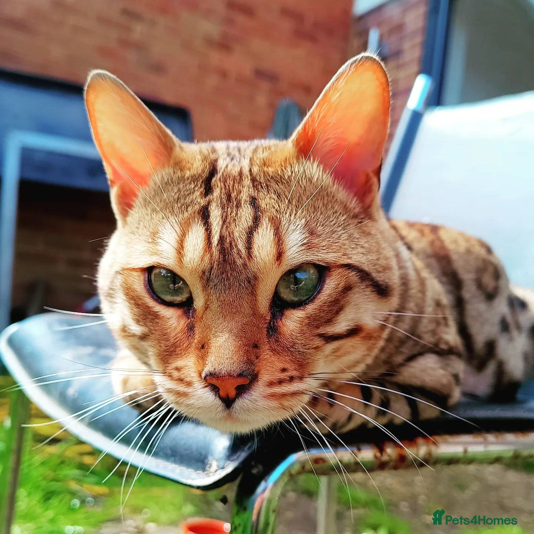 Bengal cats for sale: Bengal Stud & Tortie Queen for sale - Image 4