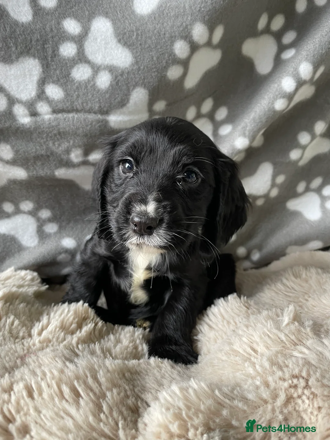 Cocker Spaniel dogs for sale: Working cocker spaniels  - Advert 22