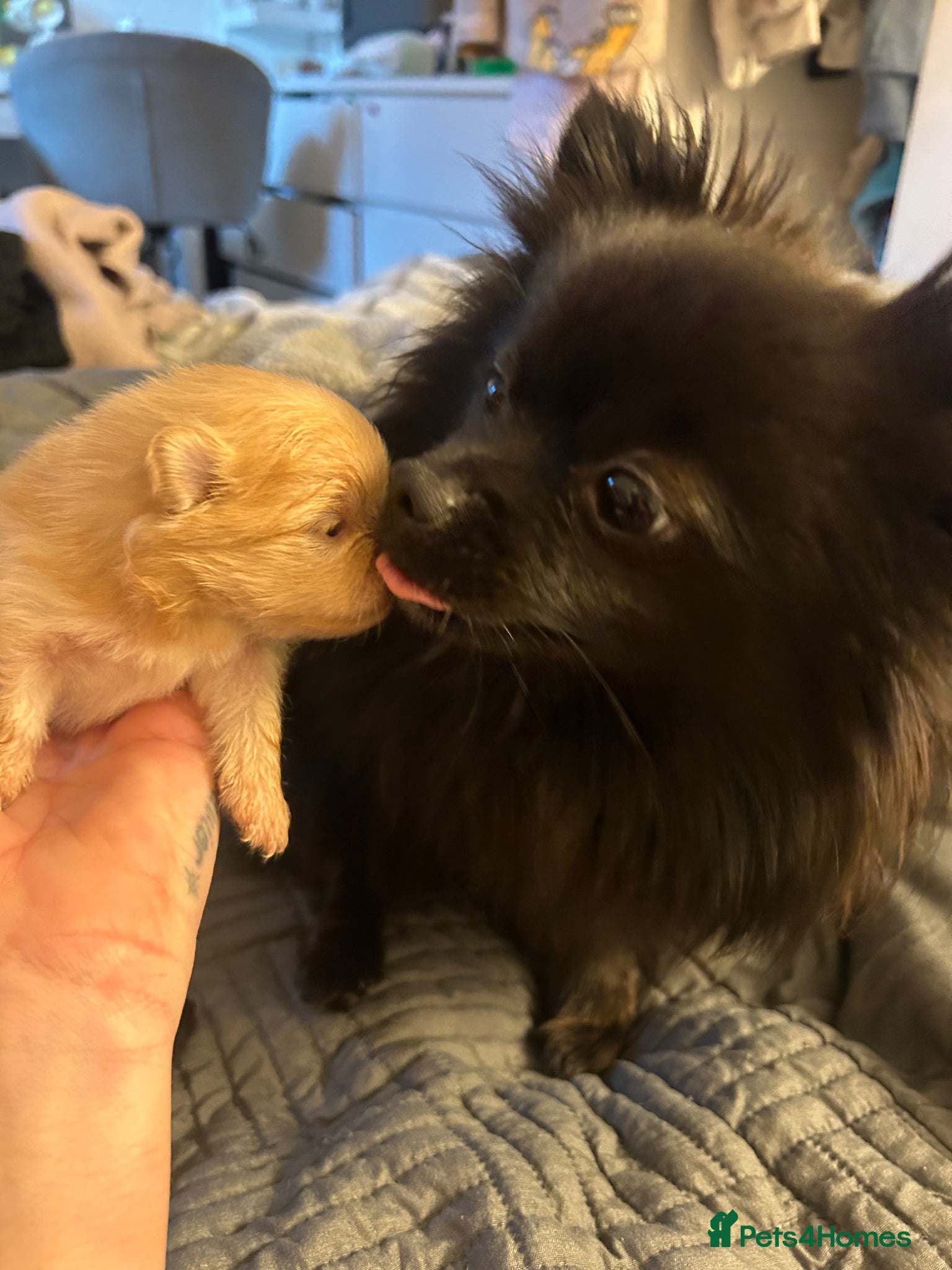 Pomeranian dogs Black teddy bear Pomeranian  - Advert 1