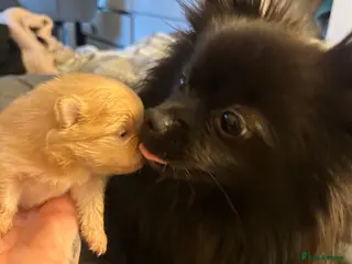 Pomeranian dogs Black teddy bear Pomeranian - Advert 1