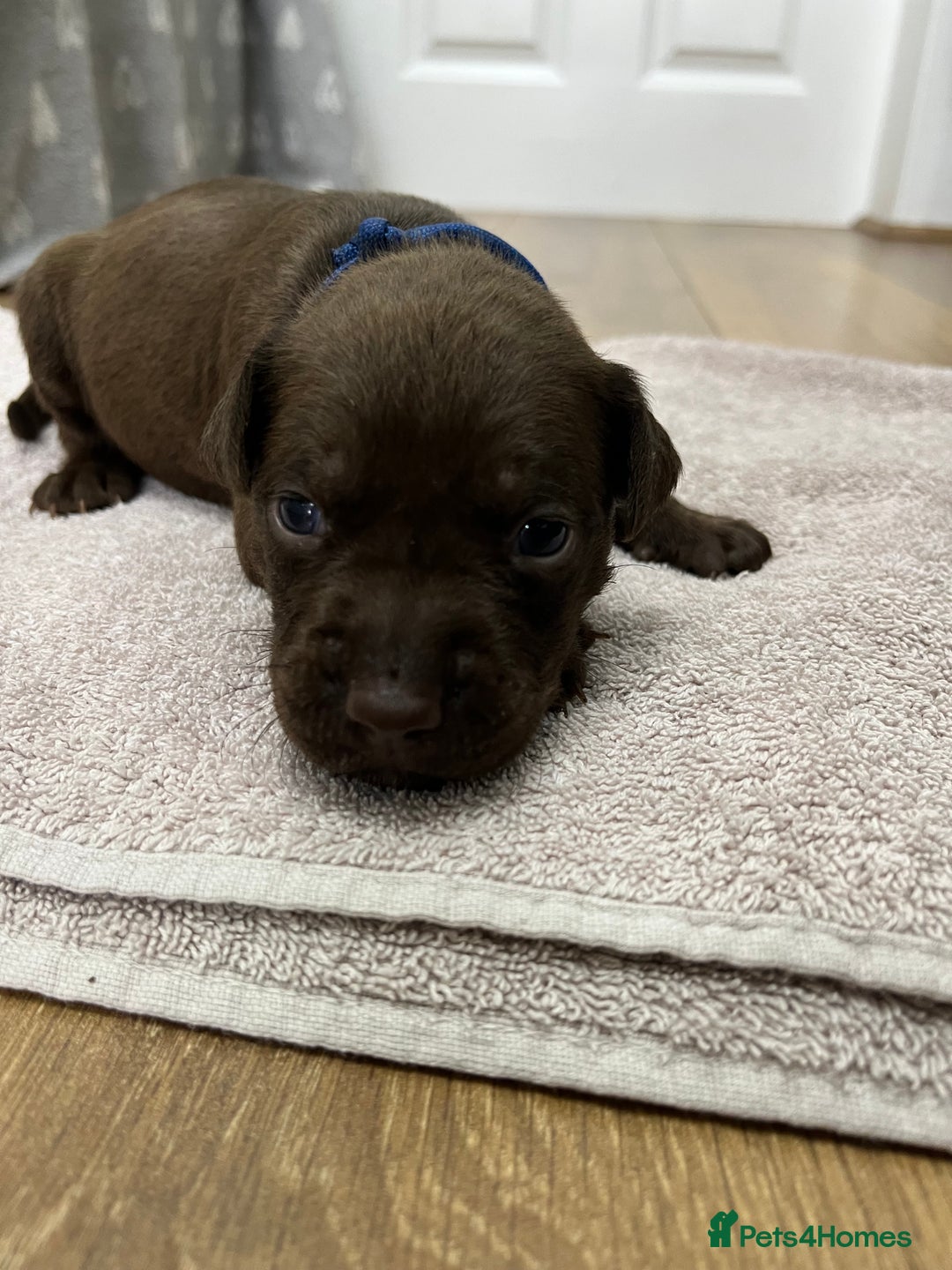 American Bull Staffy dogs for sale: Staffy Bull Puppies - Image 4