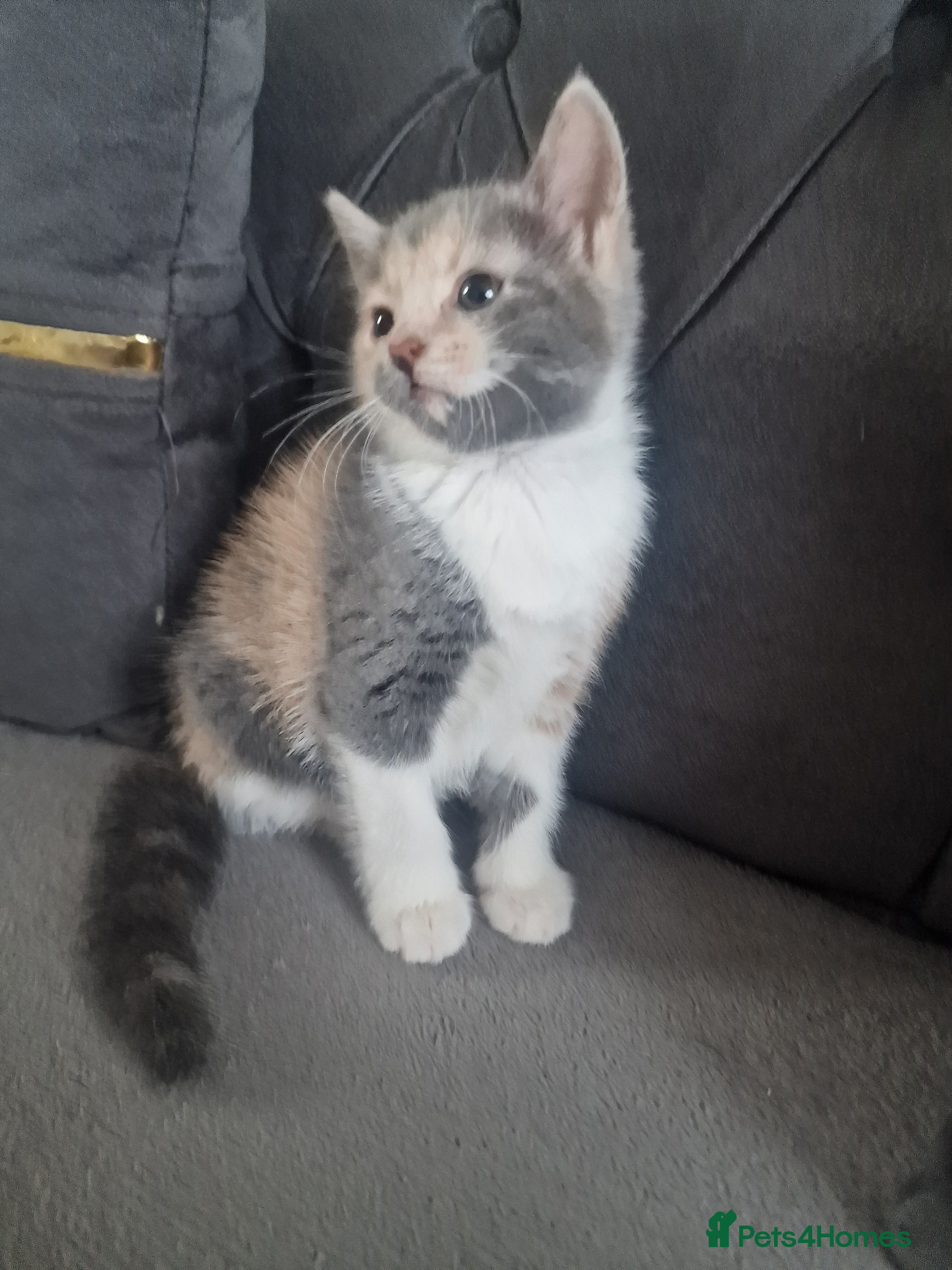 American Shorthair cats Kittens  - Advert 1