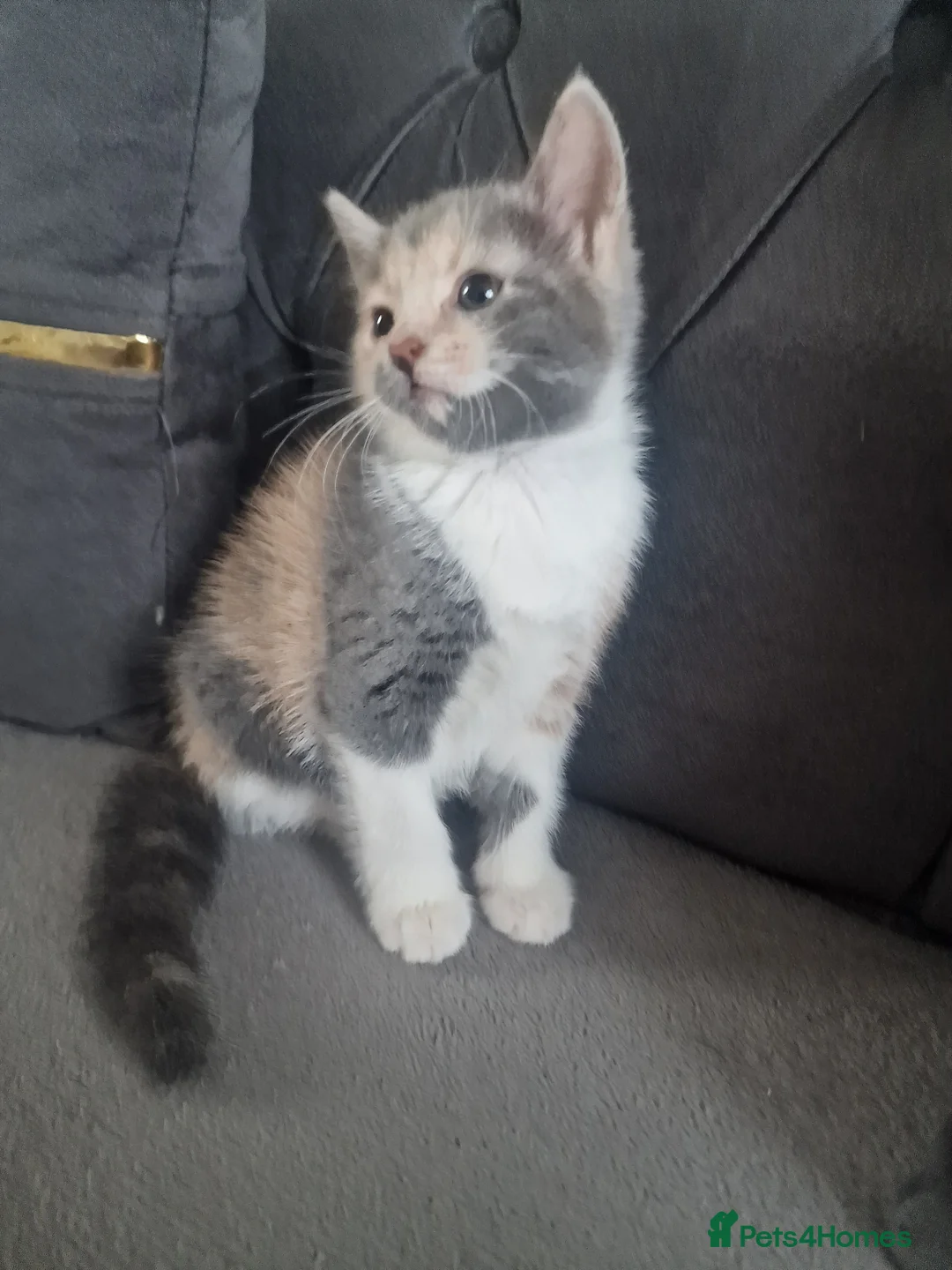 American Shorthair cats for sale: Kittens  - Advert 1