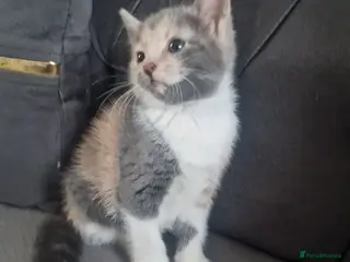 American Shorthair cats Kittens - Advert 1