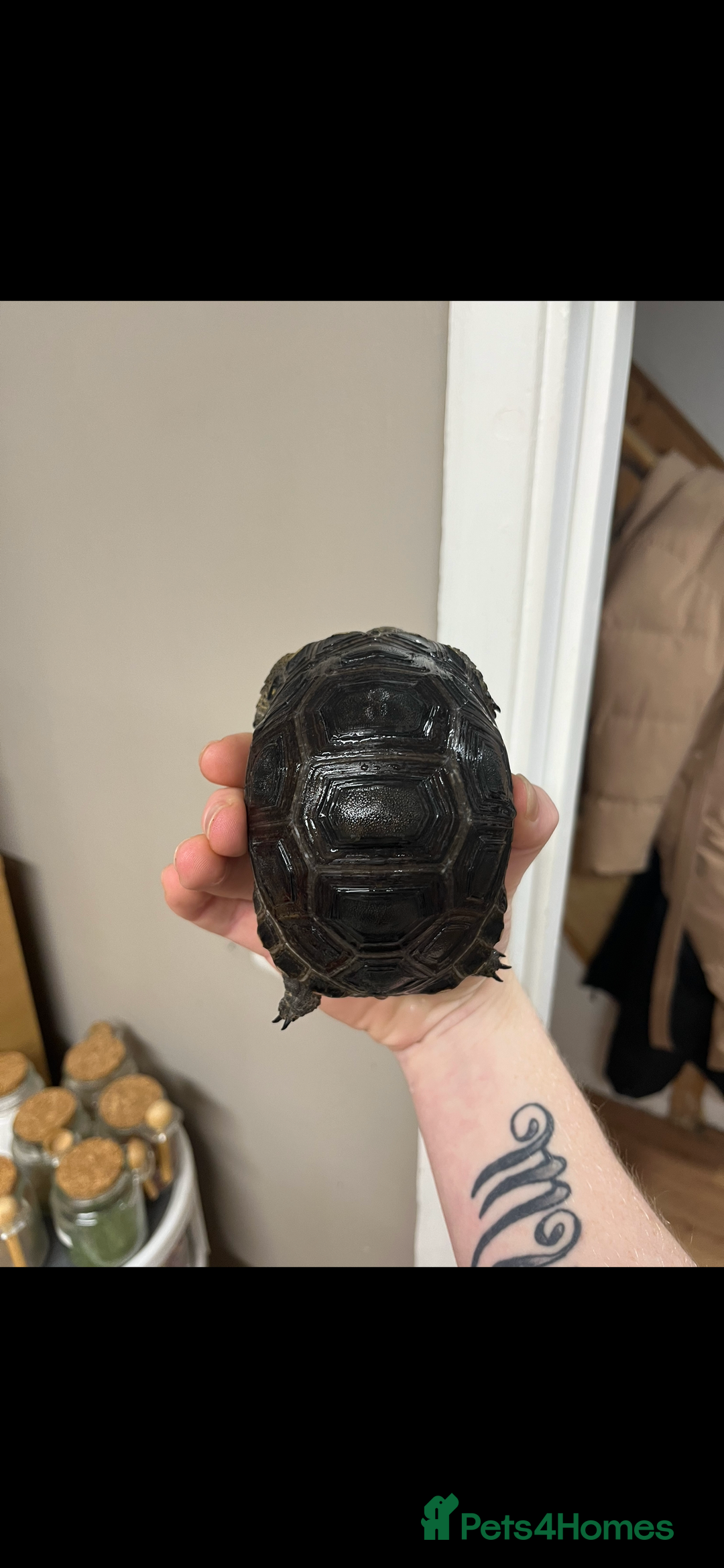 Tortoise reptiles for sale: aldabra tortoise Stunning example - Image 3