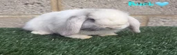 Mini Lop rabbits for sale: Pure breed mini lops bucks  - Advert 1