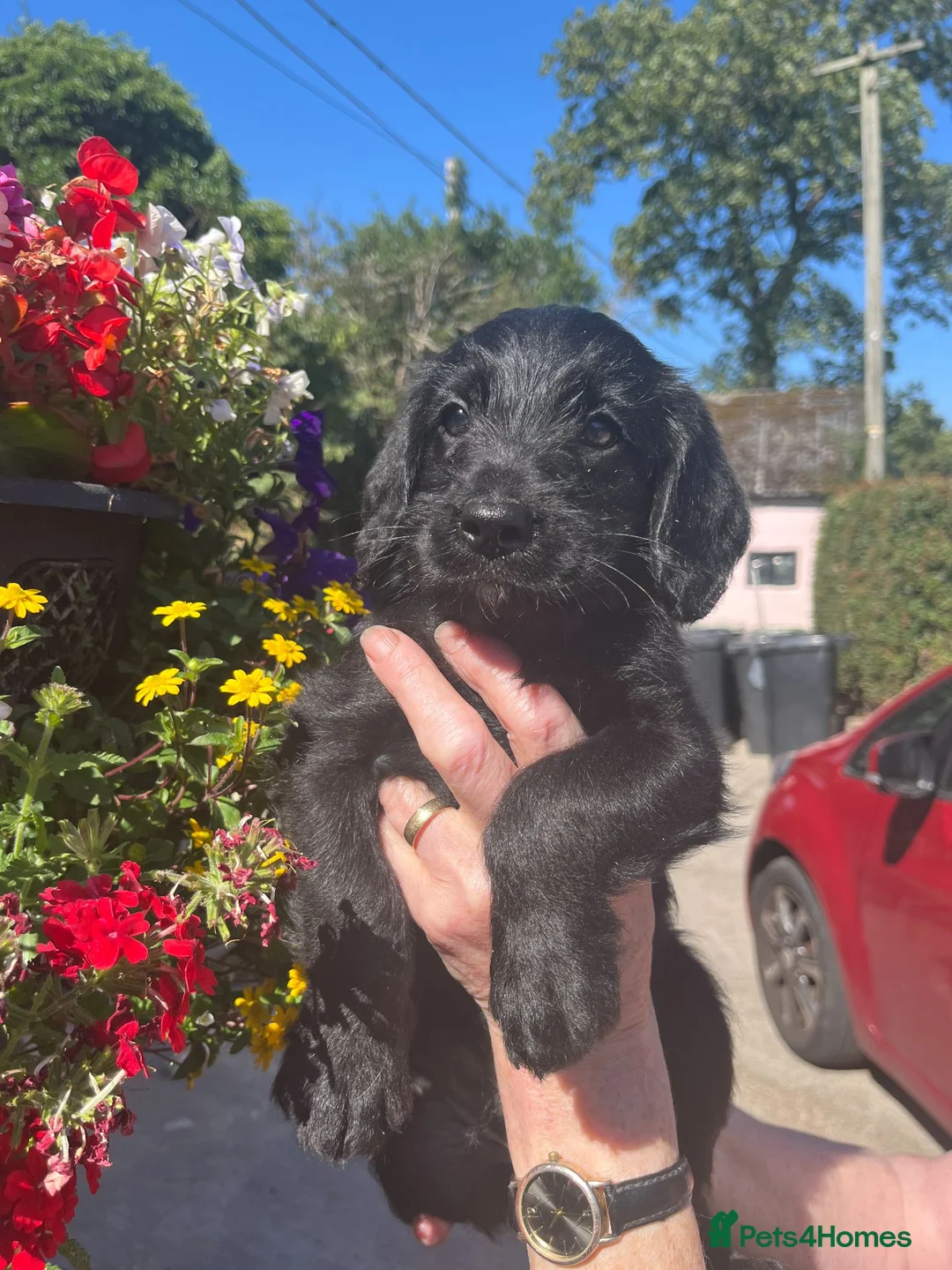 Labradoodle dogs for sale: Labradoodle pups for sale - Advert 8