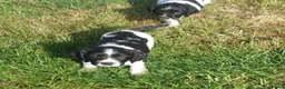 English Springer Spaniel dogs for sale: Fully health tested working springer spaniels  in Buckingham - Advert 11