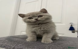 British Shorthair cats for sale: 🔥 BRITISH SHORTHAIR KITTENS BLUE BLACK LILAC CHOC - Image 6