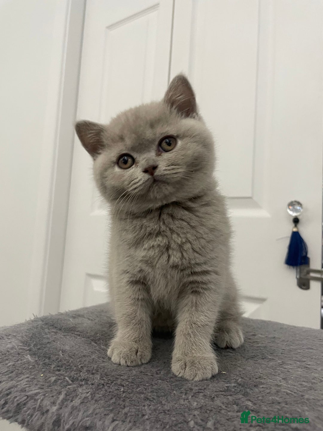British Shorthair cats for sale: 🔥 BRITISH SHORTHAIR KITTENS BLUE BLACK LILAC CHOC - Image 6