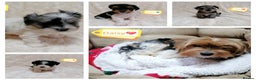 Biewer Terrier dogs for adoption: 🏠❤️ Biewer Puppies Looking for Loving homes - Advert 1