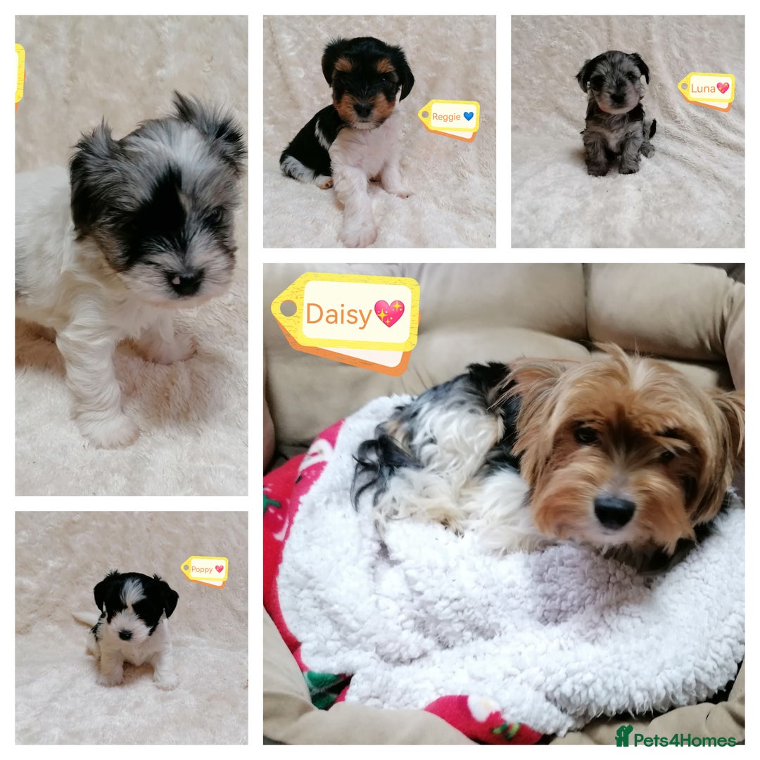 Biewer Terrier dogs for adoption: 🏠❤️ Biewer Puppies Looking for Loving homes - Advert 1