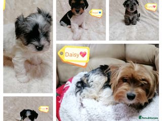 Biewer Terrier dogs 🏠❤️ Biewer Puppies Looking for Loving homes - Advert 1