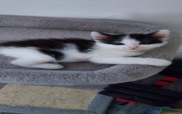 Mixed Breed cats for sale: Beautiful mixed breed  - Image 4