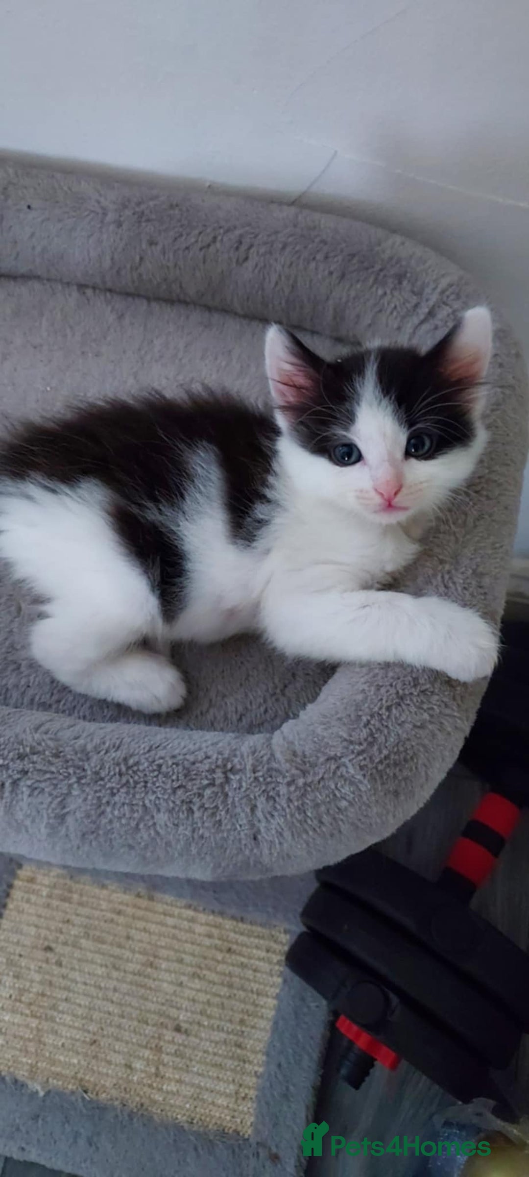 Mixed Breed cats for sale: Beautiful mixed breed  - Image 4