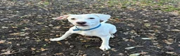Mixed Breed dogs for adoption: Aspen (white beagle mix) - Advert 13