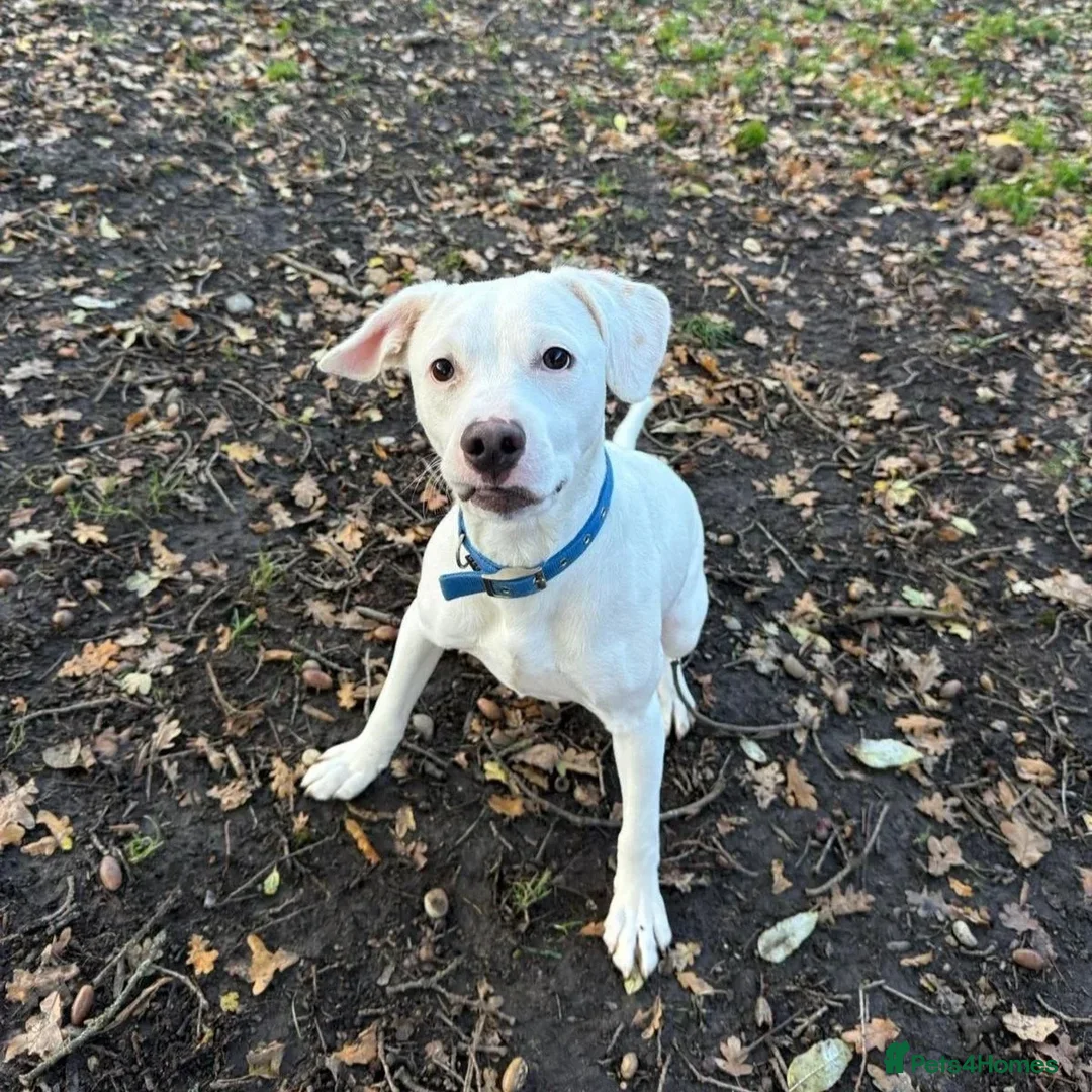 Mixed Breed dogs for adoption: Aspen (white beagle mix) - Advert 13