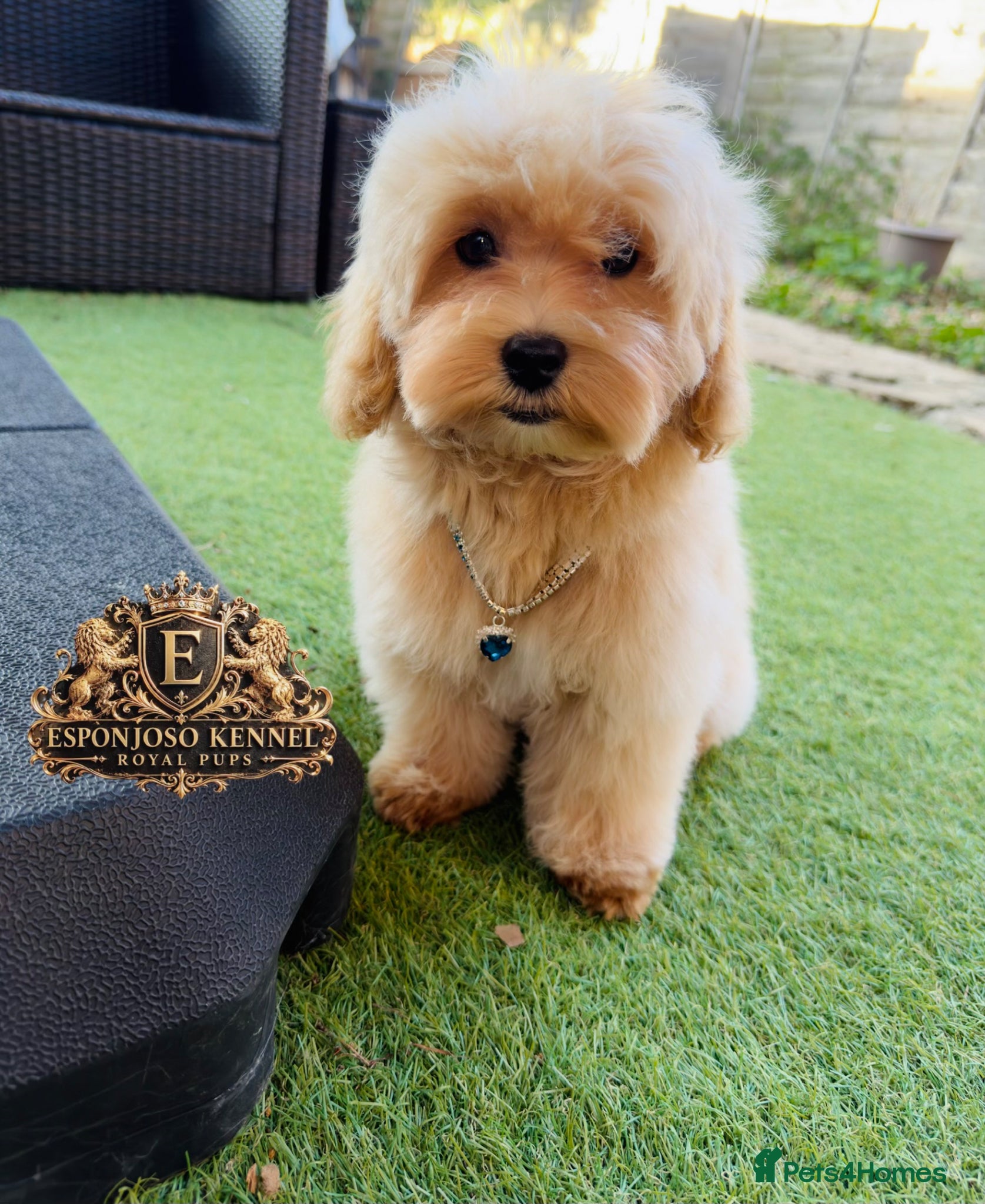 Maltipoo dogs 👑 Last Exquisite Esponjoso Royal maltipoo Boy 👑 - Advert 11
