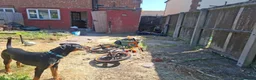 Mixed Breed dogs for sale: Dobbie my baby Dobermann - Advert 5