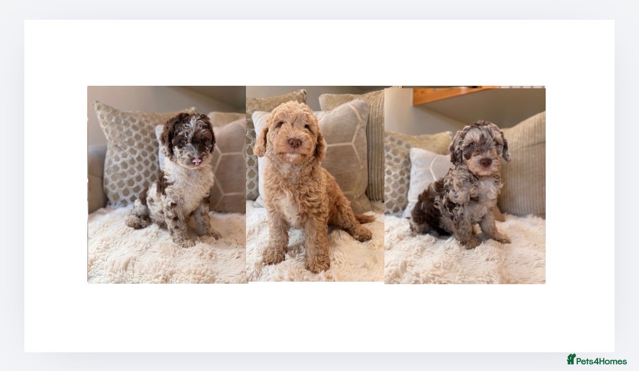 Cockapoo dogs ** RARE F1B CHOC MERLE & CREAM COCKAPOOS **  - Advert 1