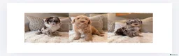 Cockapoo dogs for sale: ** RARE F1B CHOC MERLE & CREAM COCKAPOOS **  - Advert 1