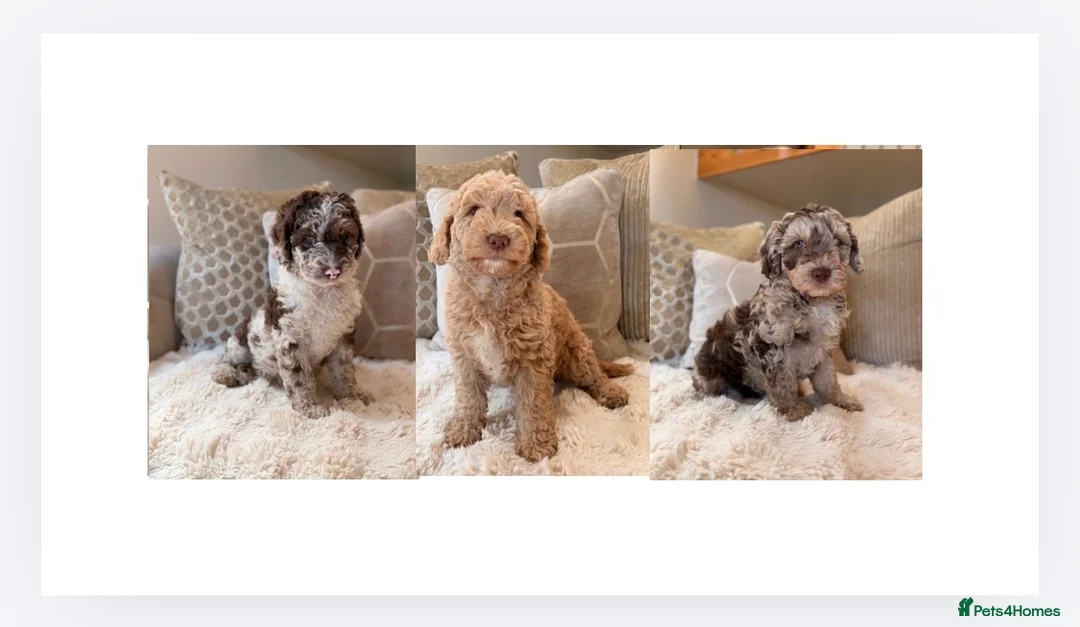 Cockapoo dogs for sale: ** RARE F1B CHOC MERLE & CREAM COCKAPOOS **  - Advert 1