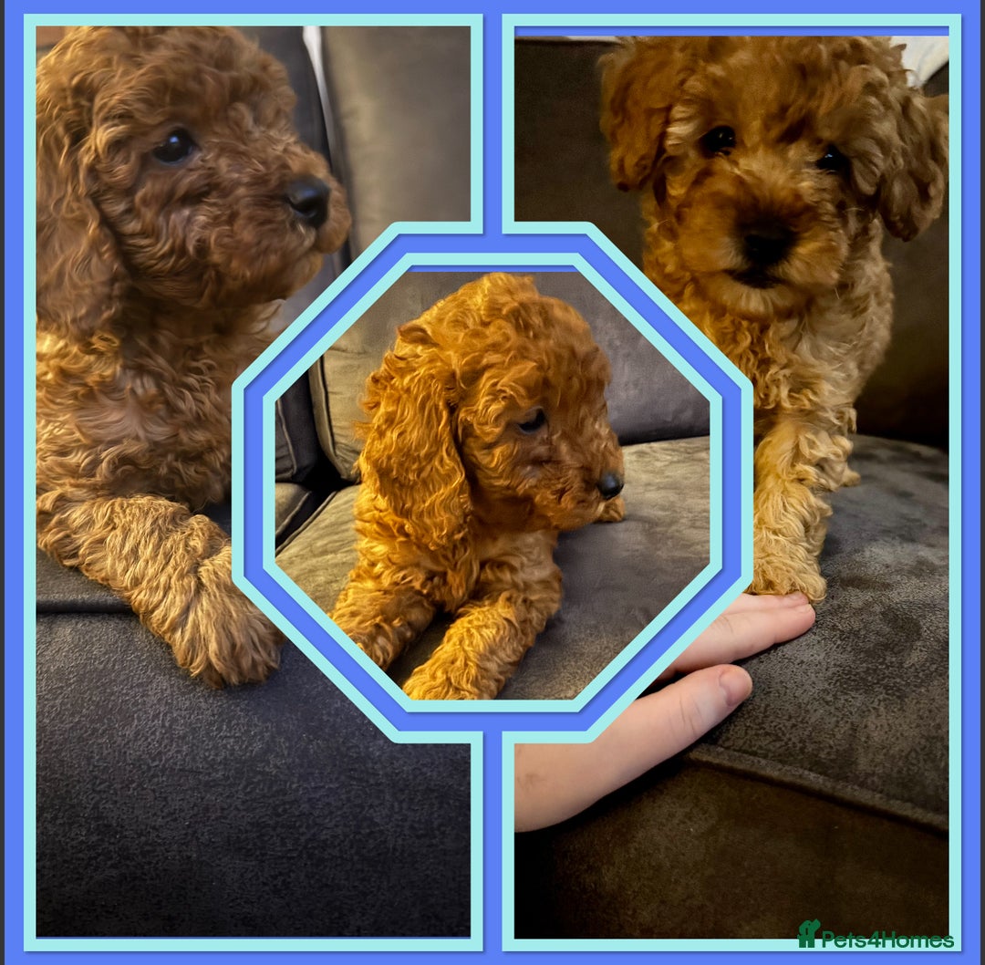 Cockapoo dogs for sale: Beautiful cockapoos  - Advert 5