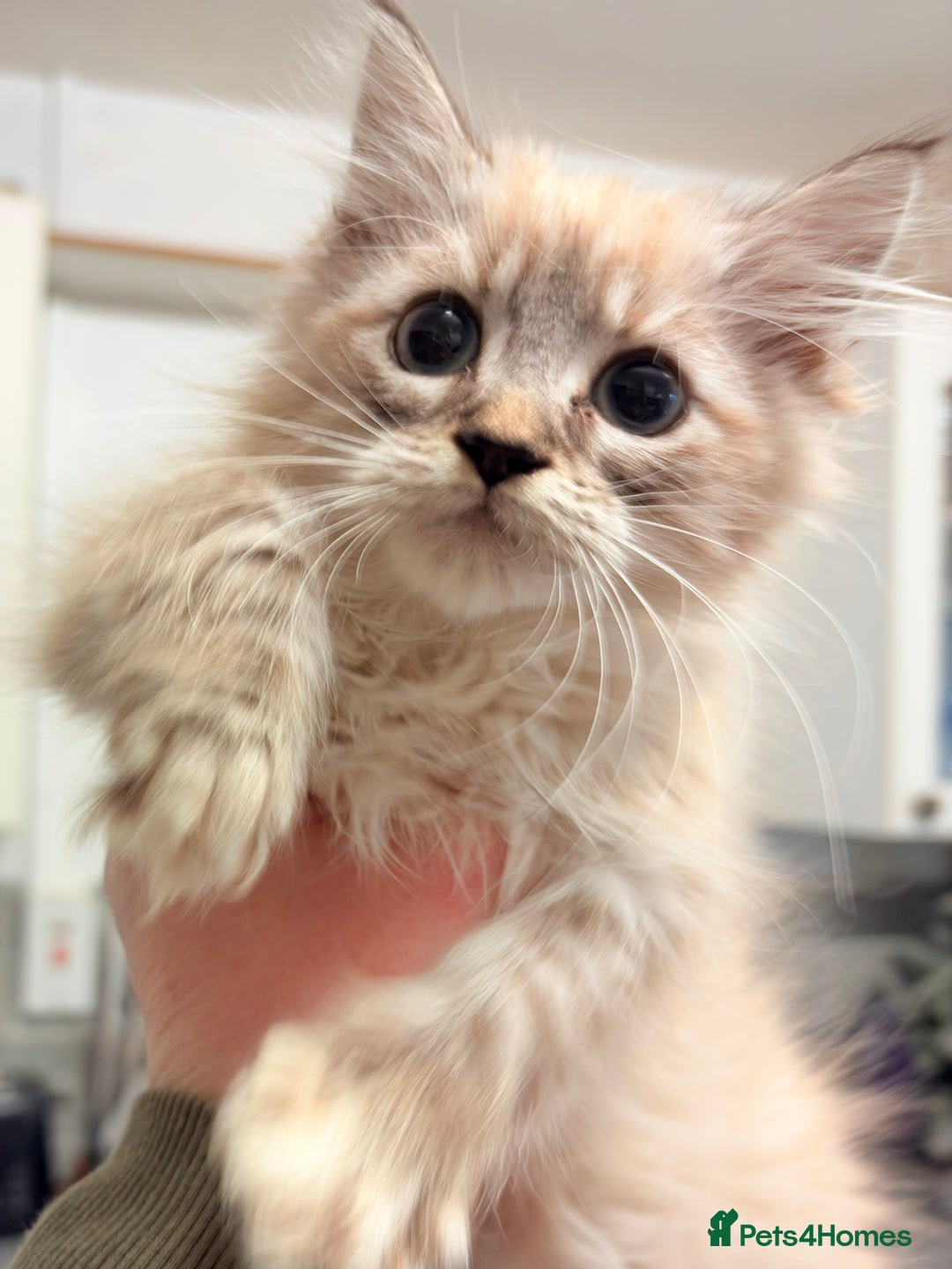 Maine Coon cats for sale: Maine Coon X Kittens - Advert 14