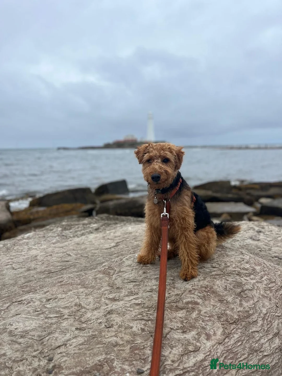 Welsh Terrier dogs for sale: Lenny — 3½-year-old KC reg, for rehoming. - Advert 4