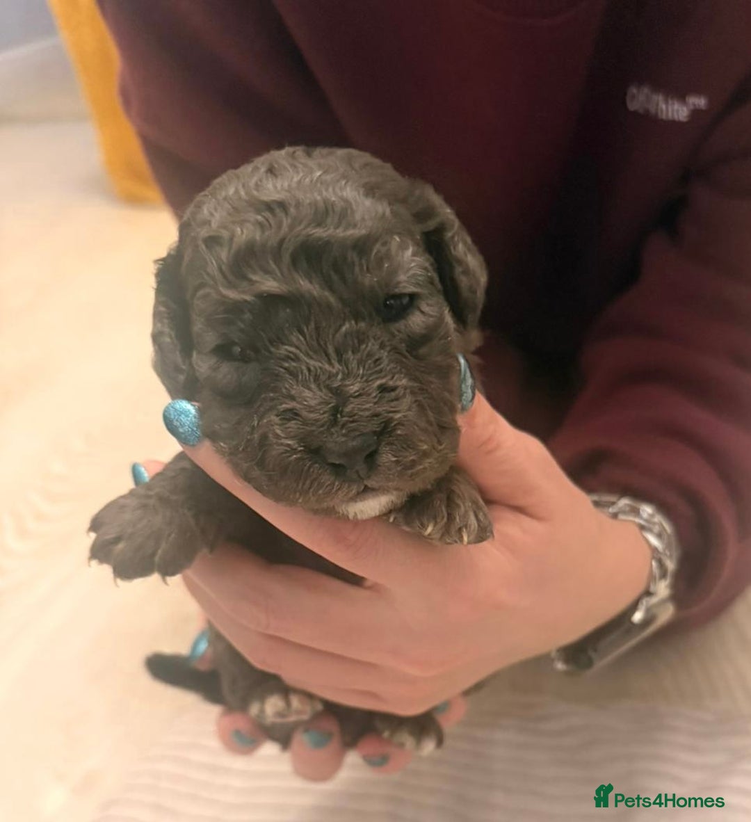 Cockapoo dogs for sale: F2 Cockapoo Puppies - Advert 6