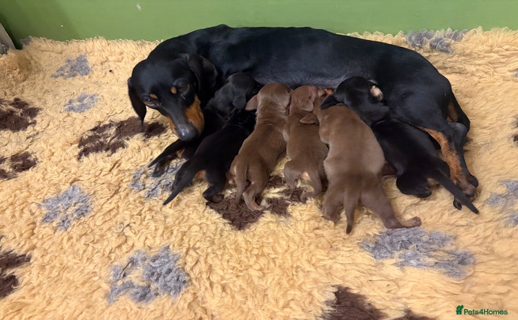 Miniature Dachshund dogs - Advert 1