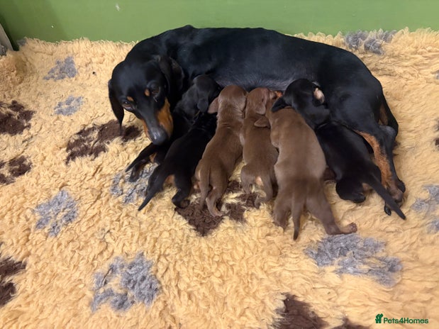 Miniature Dachshund dogs - Advert 1