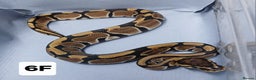Python Snake reptiles for sale: Hatchling Royal Python's Females - Advert 9