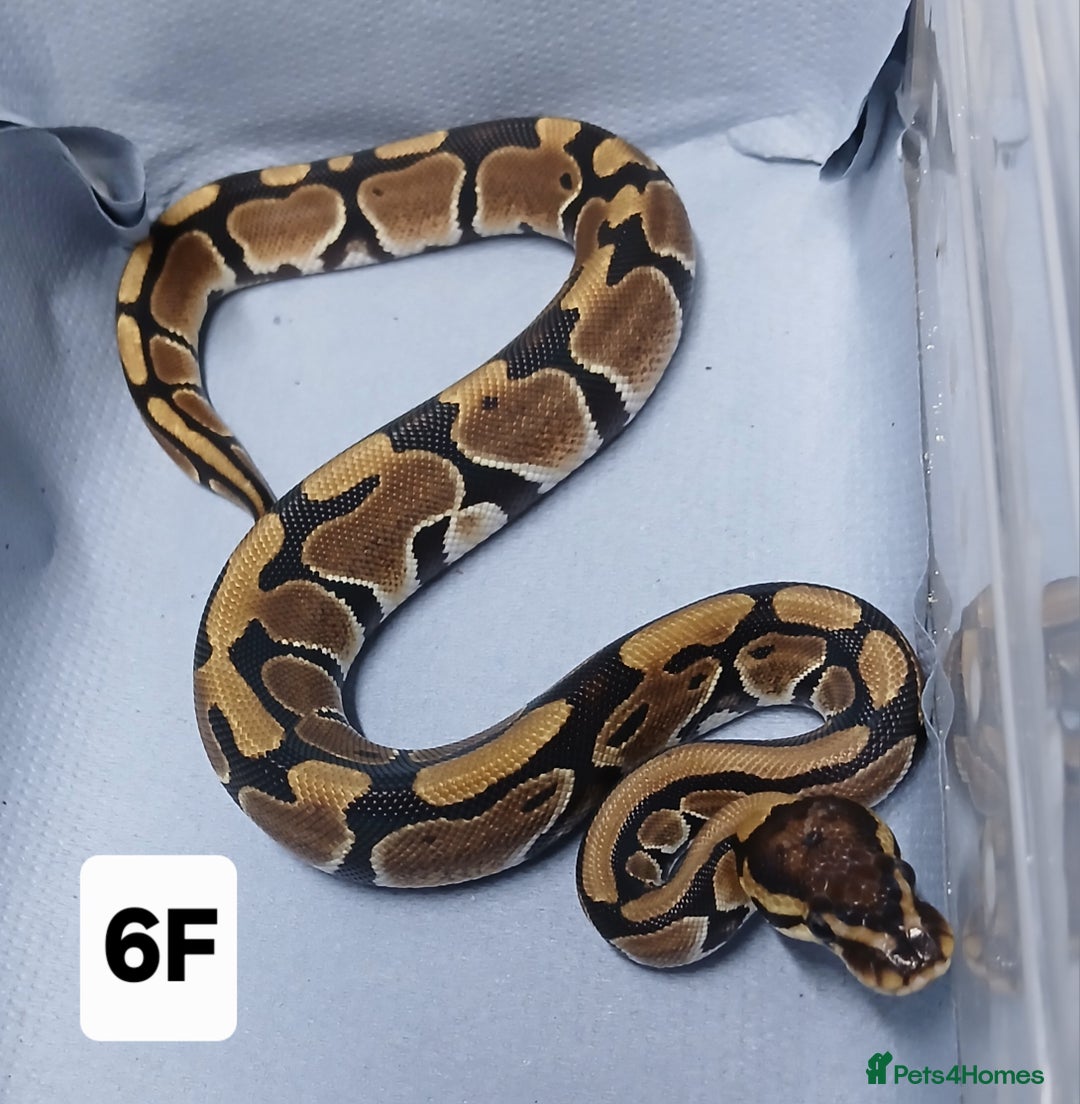 Python Snake reptiles for sale: Hatchling Royal Python's Females - Advert 9