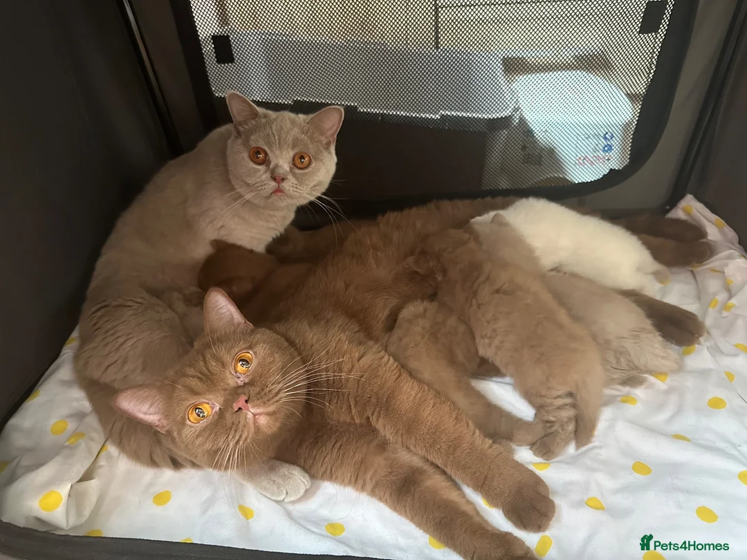 British Shorthair cats for sale: Champion British Shorthair kittens  - Advert 1