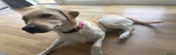 Labrador Retriever dogs for sale: 3 year old Labrador  in Barnsley - Advert 2