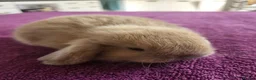 Mini Lop rabbits for sale: Beautiful Mini lop looking good a home - Advert 4