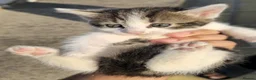 Mixed Breed cats for sale: Adorable Young Kittens Looking for Loving Homes  - Advert 2