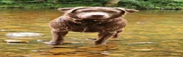 Labrador Retriever dogs for sale: 🐾🐕 New healthy, clean happy Labrador KC pup - Advert 7