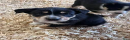 Mixed Breed dogs for sale: Beautiful tri colour border collie pups in Builth Wells - Advert 2