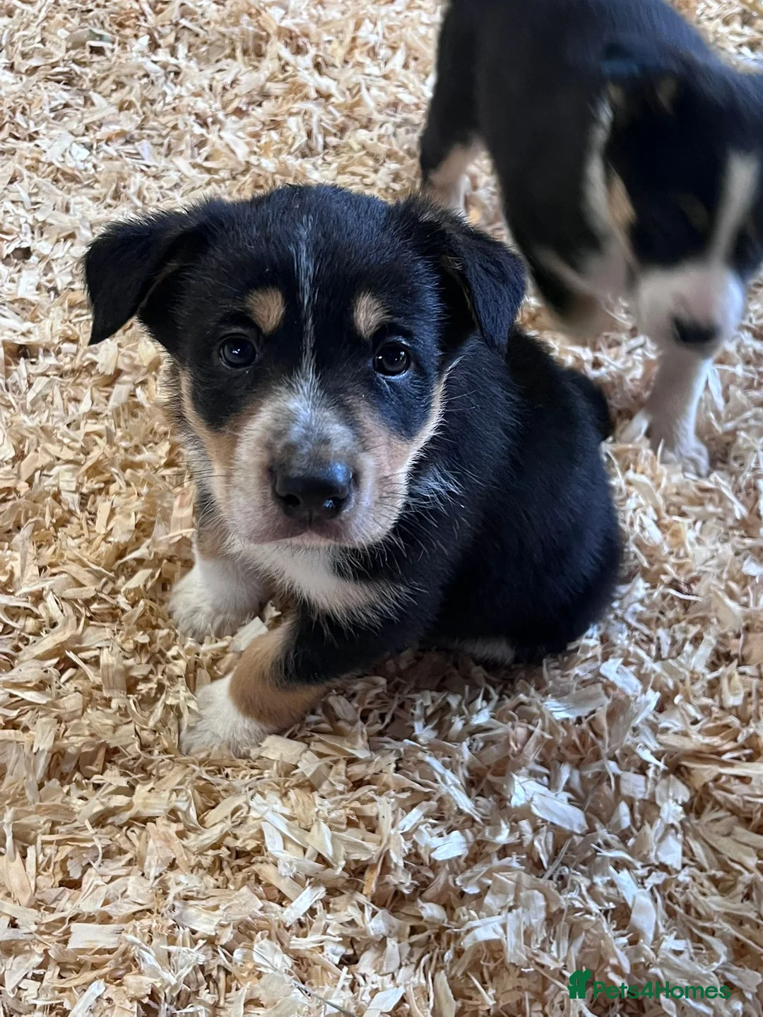 Mixed Breed dogs for sale: Beautiful tri colour border collie pups in Builth Wells - Advert 2