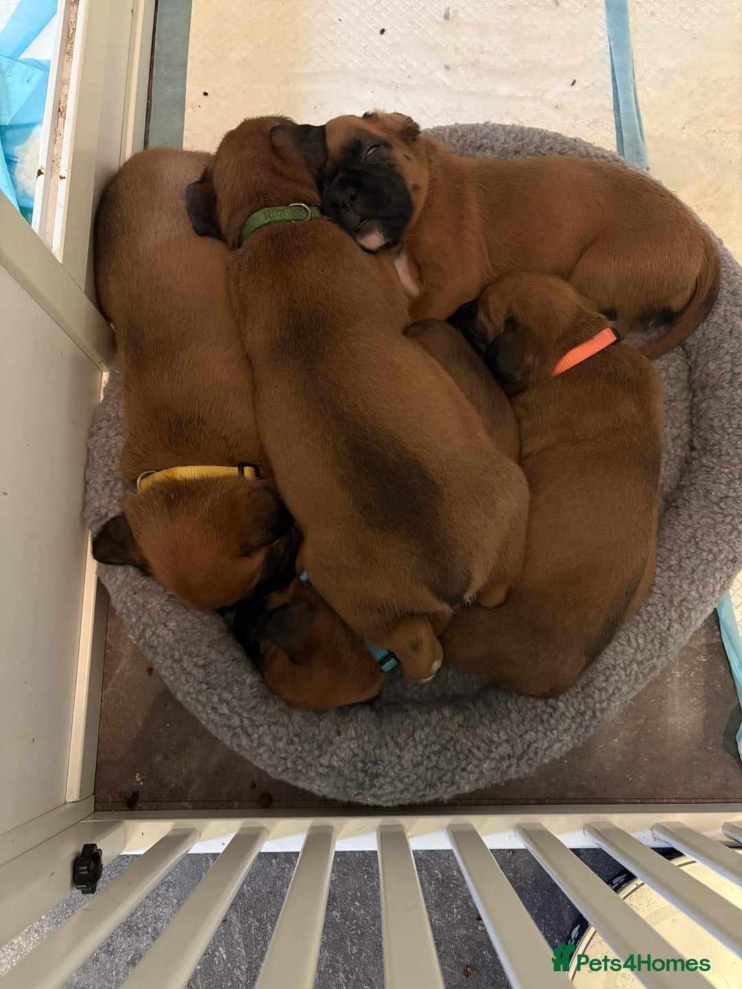 Boxer dogs for sale: 4 Stunning Boxer puppies - Advert 7