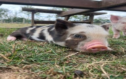 Pig livestock for sale: Gorgeous pet mini pigs for sale  - Image 4