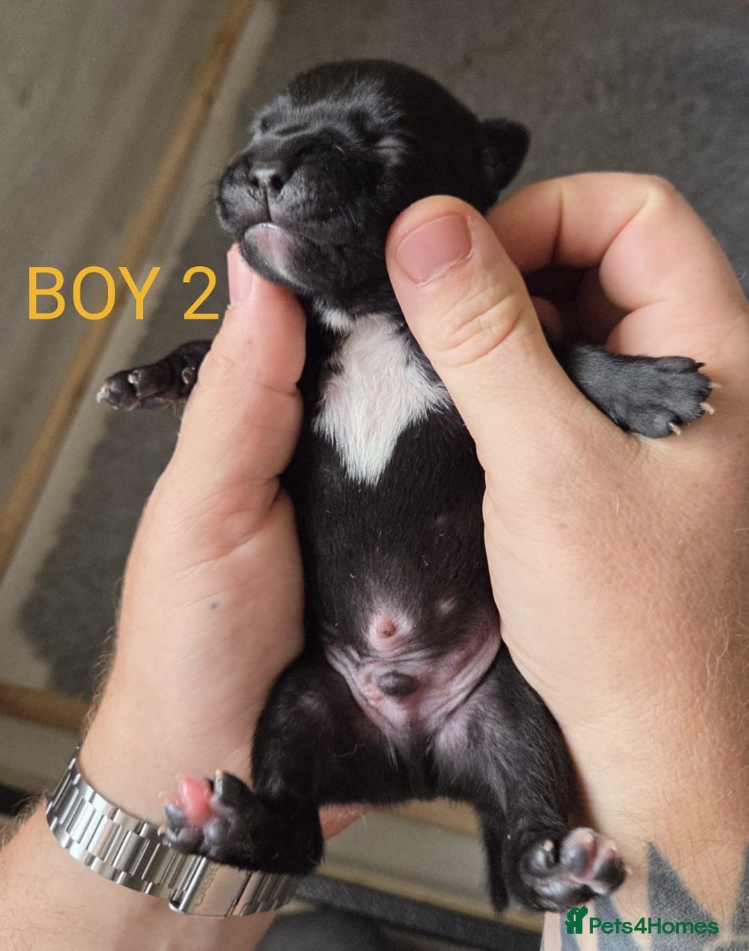 Staffordshire Bull Terrier dogs for sale: KC Registered Champions Bloodline Show Quality  - Image 6