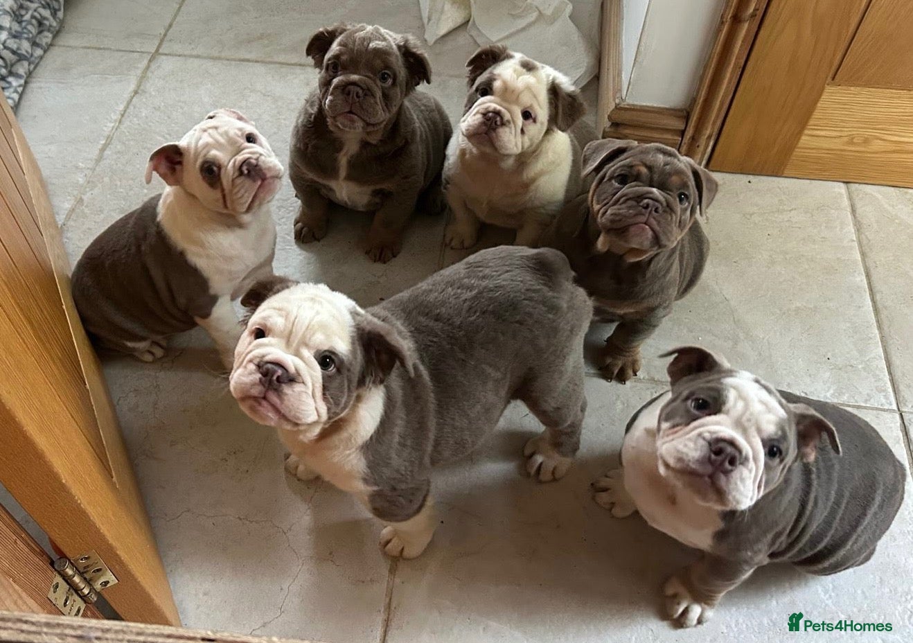 English Bulldog dogs for sale: Fluffy English Bulldog Pups - Advert 1