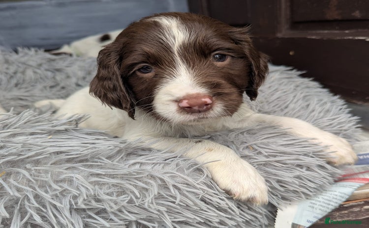 English Springer Spaniel dogs - Advert 3