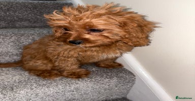 Cavapoo dogs in Dudley - Advert 6