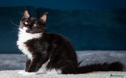 Maine Coon cats for sale: Pedigree Maine Coon Kittens (TICA) - Image 40